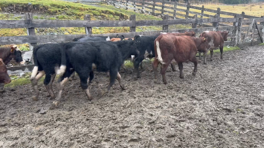 Lote 23 Ternero en Río Ibáñez, XI Región Aysén