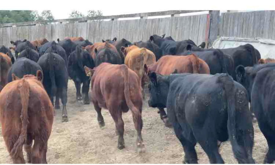 Lote 30 Ternero en Futrono, XIV Región Los Ríos