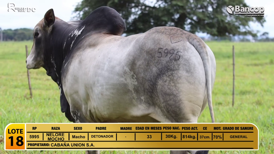 Lote Toros NELORE MOCHO a remate en Jueves 29 de mayo- Remates PDC, San Pedro