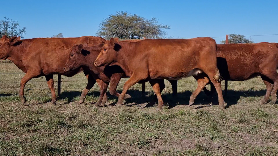 Lote 31 Vaquillonas preñadas en Corrientes, Curuzu Cuatia