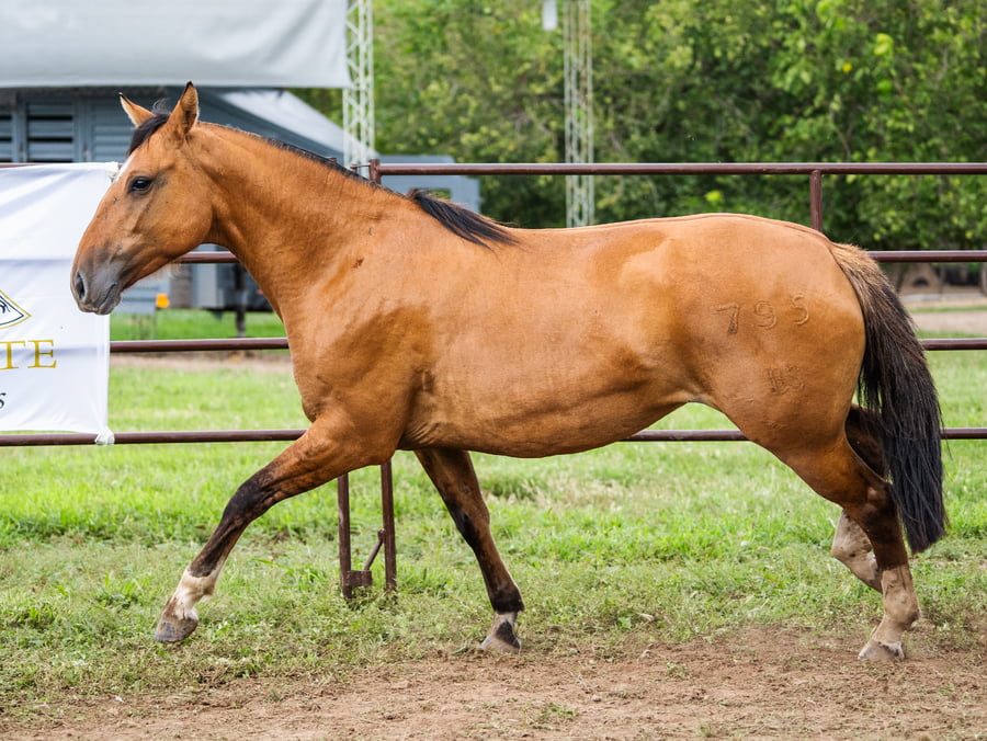 Lote SIRIGOTE LA INGRATA