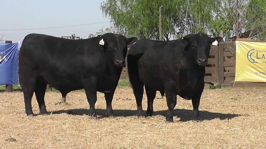 Lote TOROS ANGUS PP