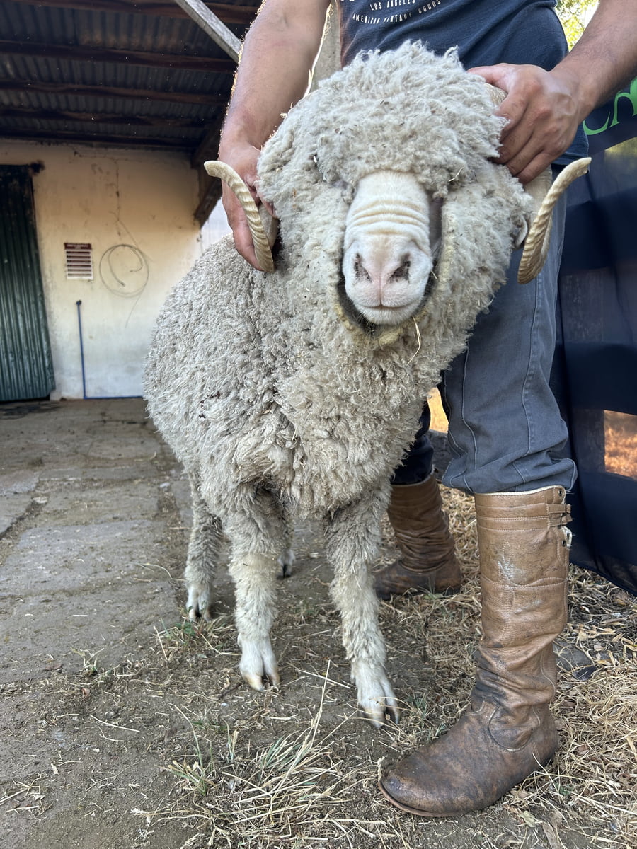 Lote Borrego 4/6D (MO: Si)