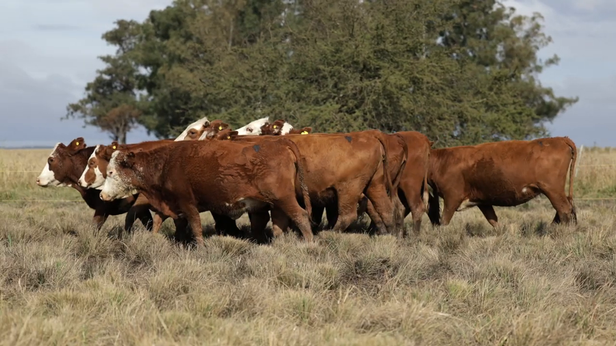 Lote Vaquillas señal 3 preñadas de primavera REMATE AGOSTO 2026