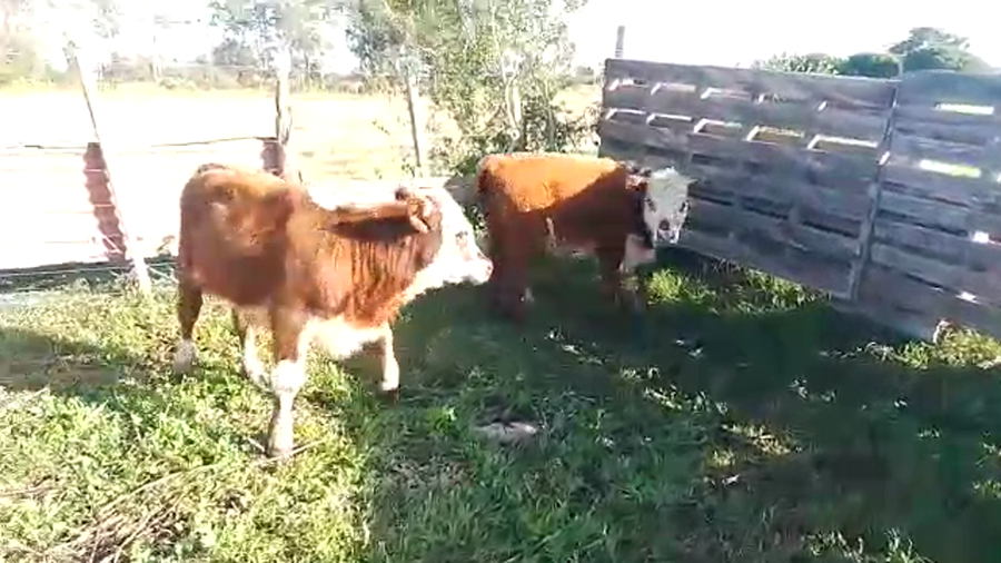 Lote 2 Terneros hereford