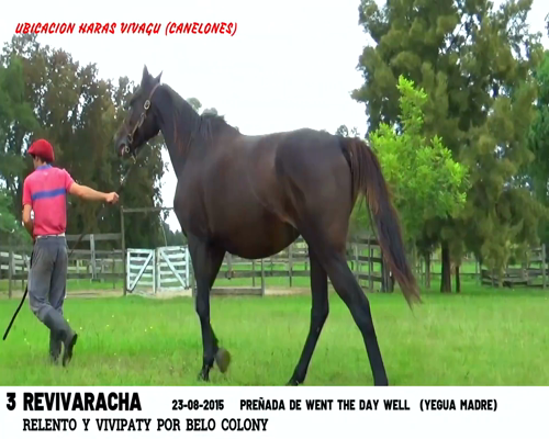 Lote REVIVARACHA