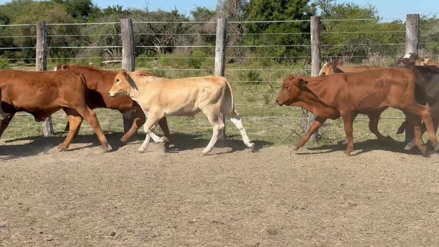 Lote 120 Terneros