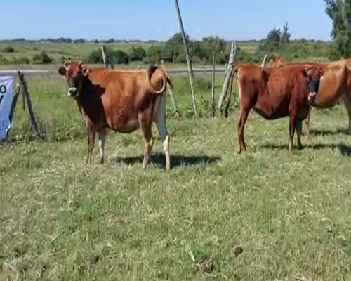 Lote 3 Vaquillonas  JERSEY a remate en Remate Elite por Pantalla de Ganado Lechero 300kg - , San José