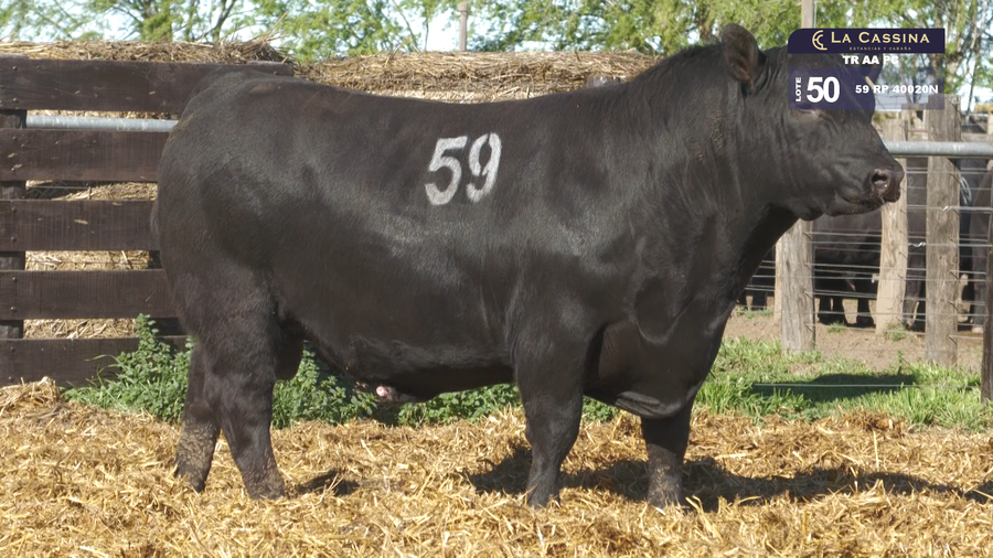 Lote TOROS ANGUS PURO CONTROLADO