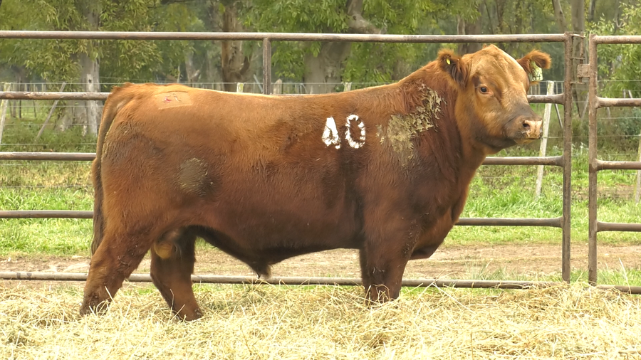 Lote TOROS ANGUS COLORADOS  PC