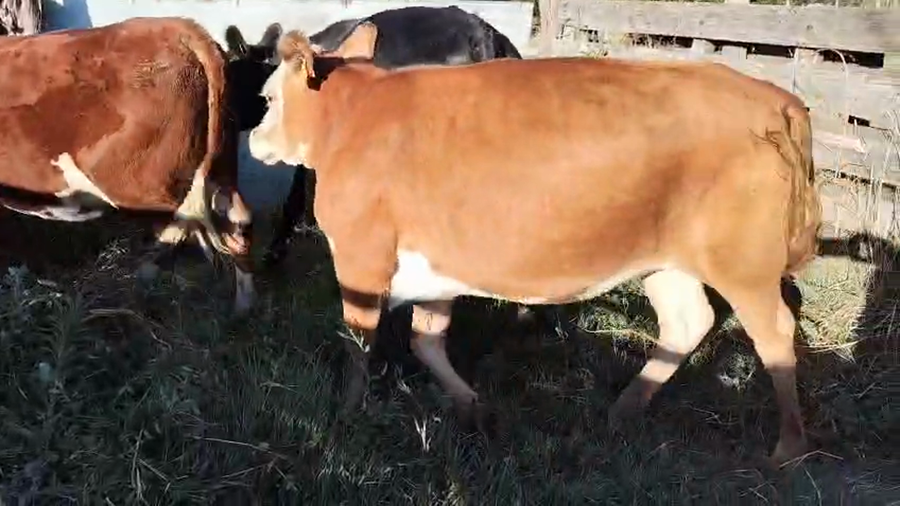 Lote 3 Vaquillonas  a remate en Ultima pantalla del año - Escritorio Camy, San José