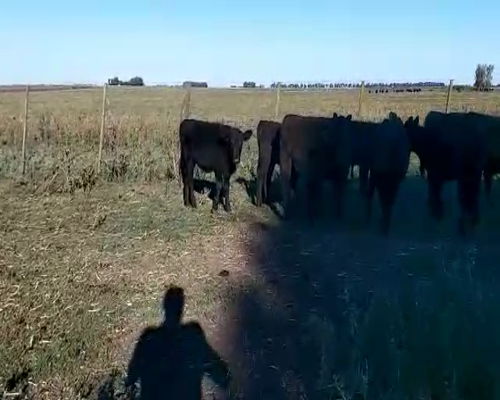 Lote 72 Terneros/as en Buenos Aires, Tres Arroyos