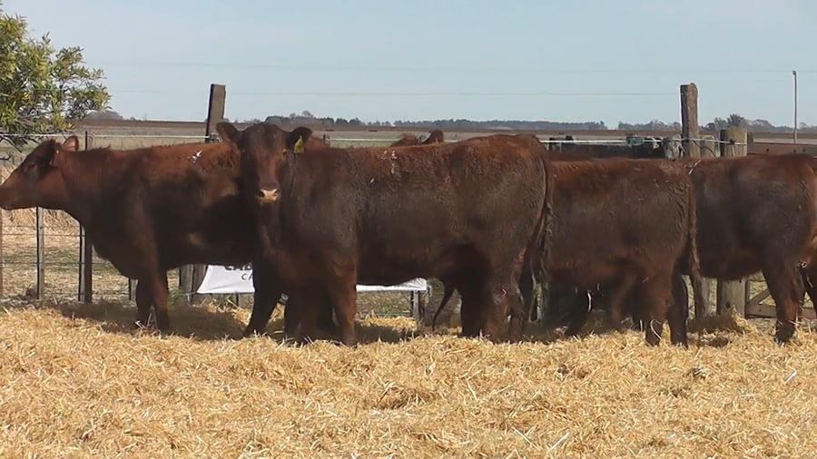 Lote Vaquillonas Coloradas Preñadas