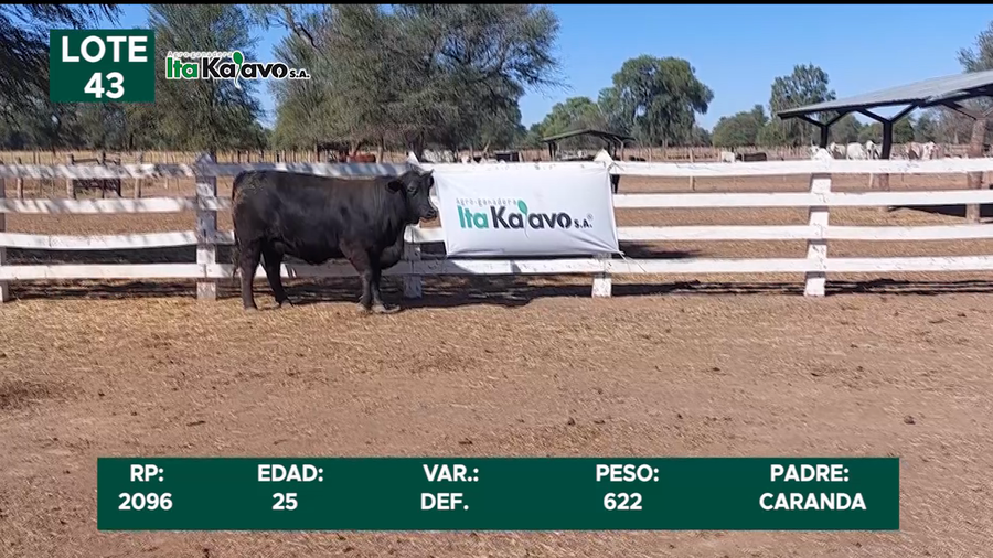 Lote LOTE 43