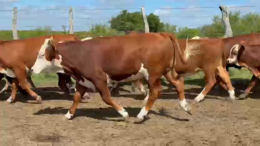 Lote 71 Terneros en Entre Ríos, San Jaime