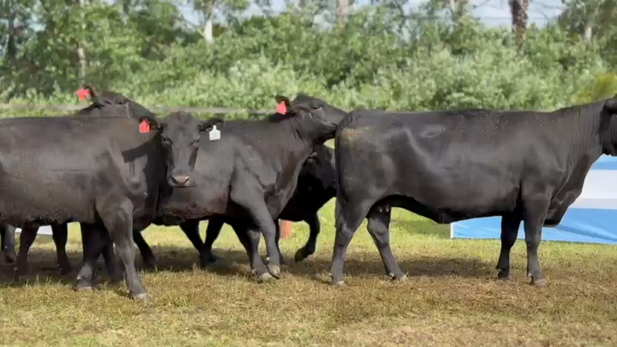 Lote 10 Vacas CUT preñadas