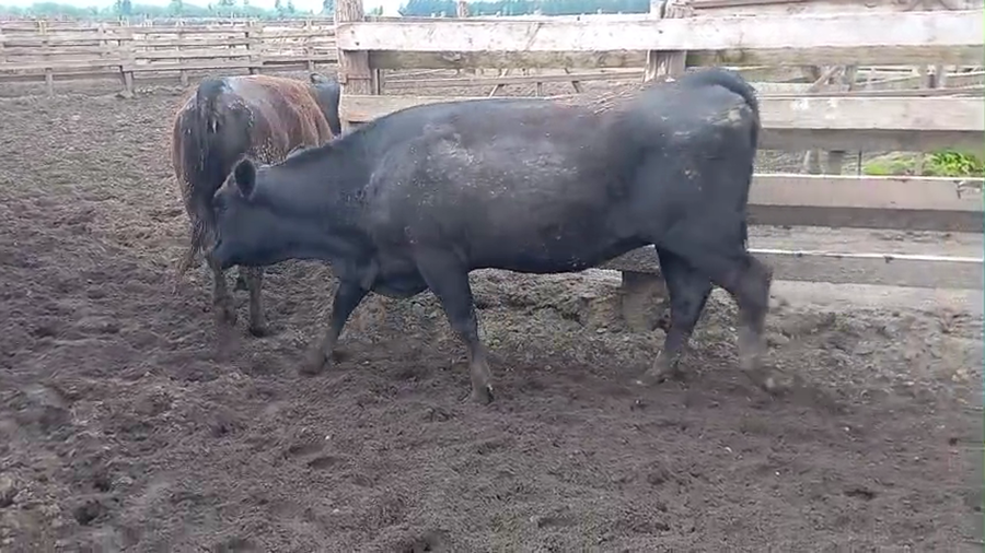 Lote 40 Vaquilla Gorda en Cabrero, VIII Región Biobío