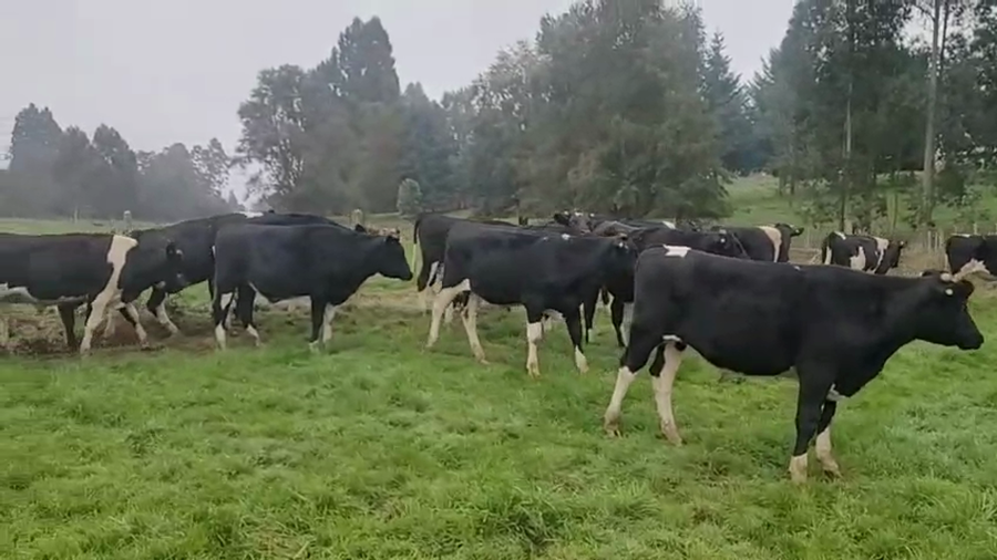 Lote 30 Novillo Engorda en Paillaco, XIV Región Los Ríos