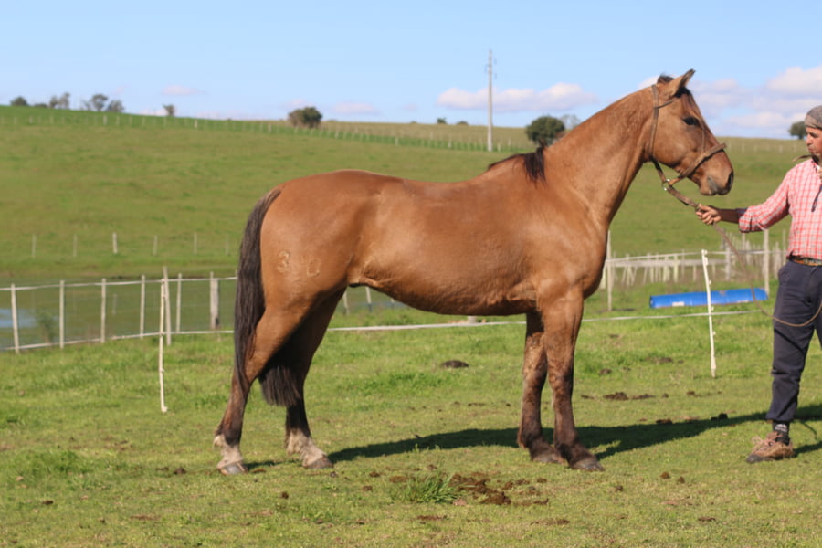 Lote YO SOLITO DEL CONVENTOS