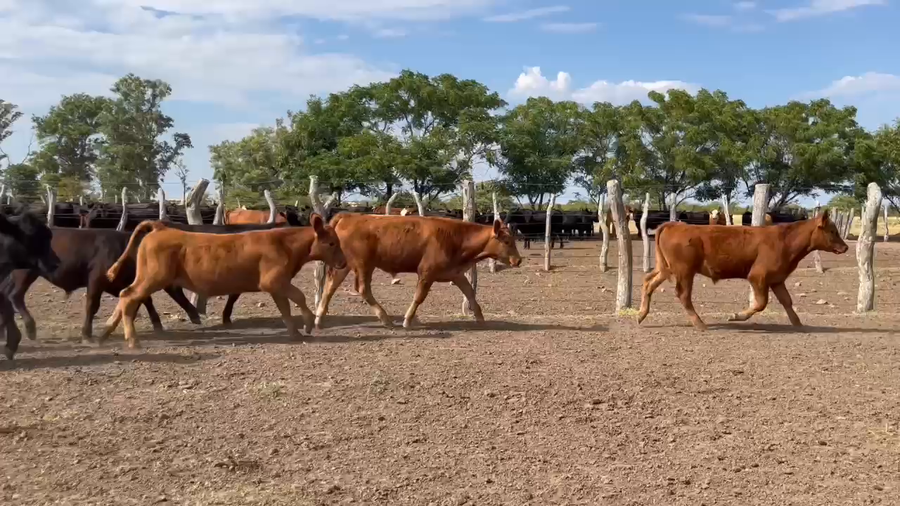 Lote 60 Terneros