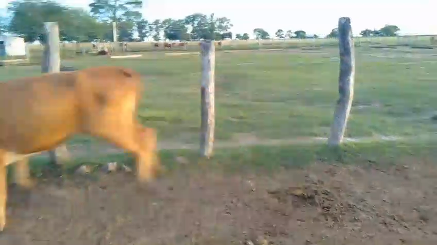 Lote 25 Vacas nuevas C/ gtia de preñez