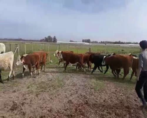 Lote 26 Terneros/as en Sin Asignar