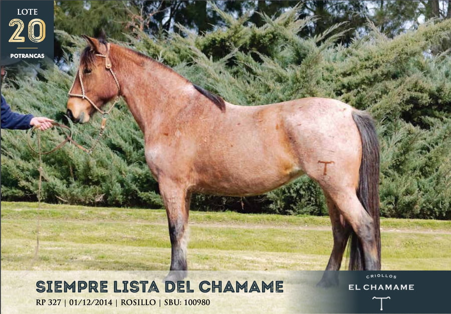Lote SIEMPRE LISTA DEL CHAMAME