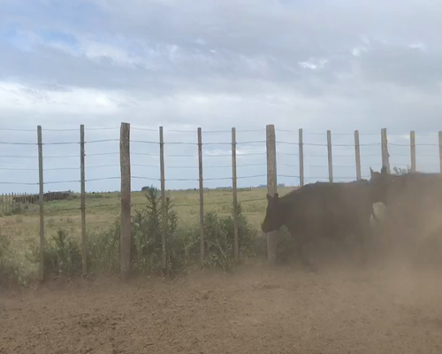 Lote 65 Terneras Angus Negras P/ Madre, Marca Liquida, en Maipú, PBA.-