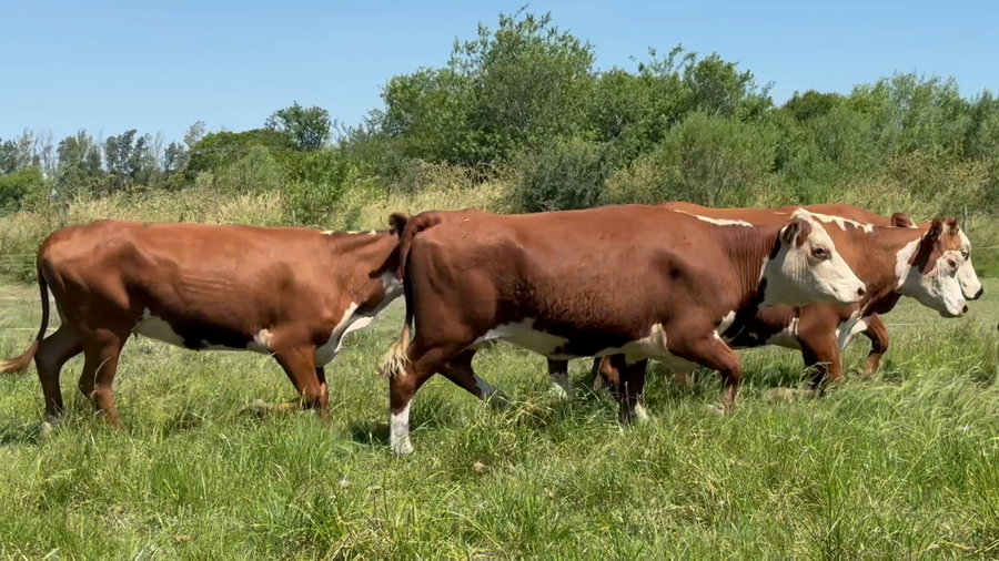 Lote 11 Vaquillonas preñadas en Corrientes, Curuzú-Cuatiá