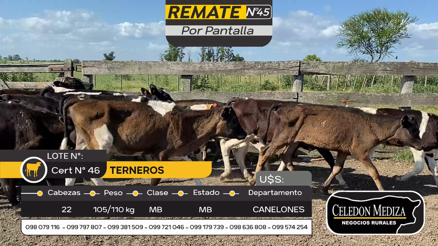 Lote 22 Terneros en Otra Localidad, Canelones