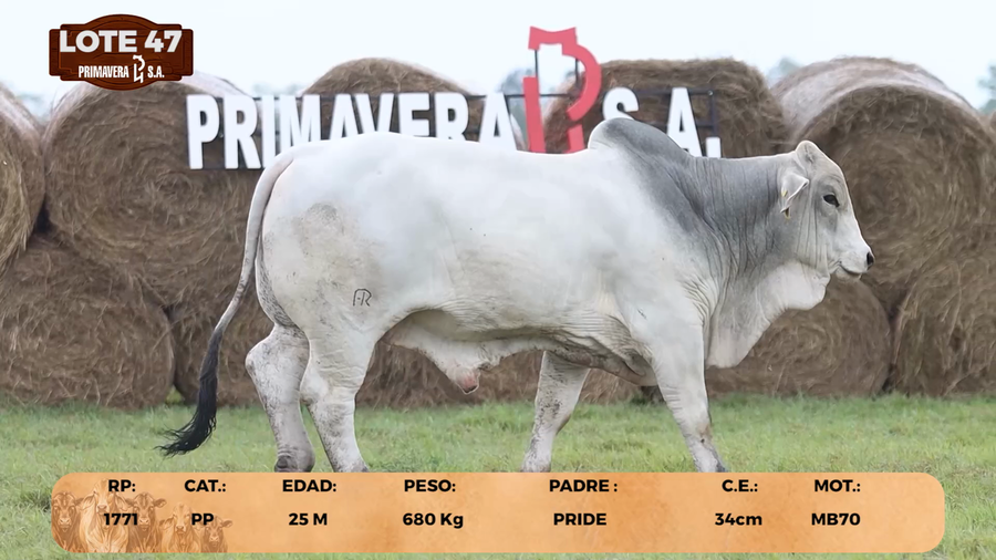 Lote LOTE 47