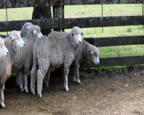 Lote 30 borregas puro de origen 2dts