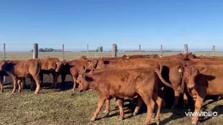 Lote 65 Terneros/as en Monte, Buenos Aires