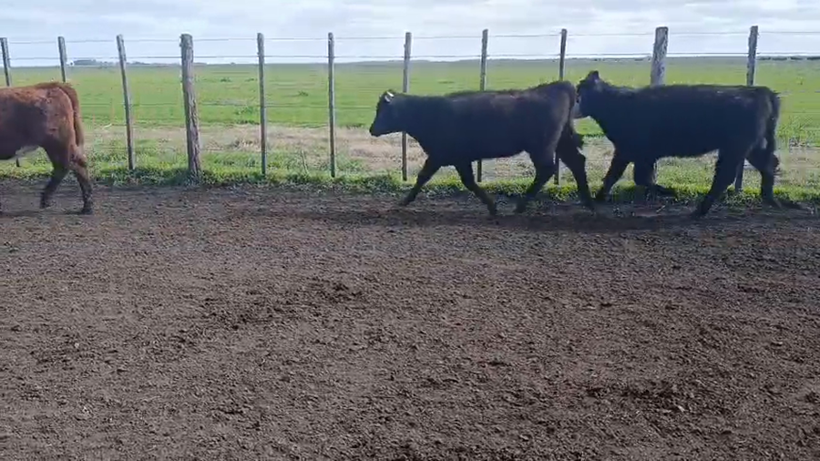 Lote 98 Terneras en Maipú, Buenos Aires