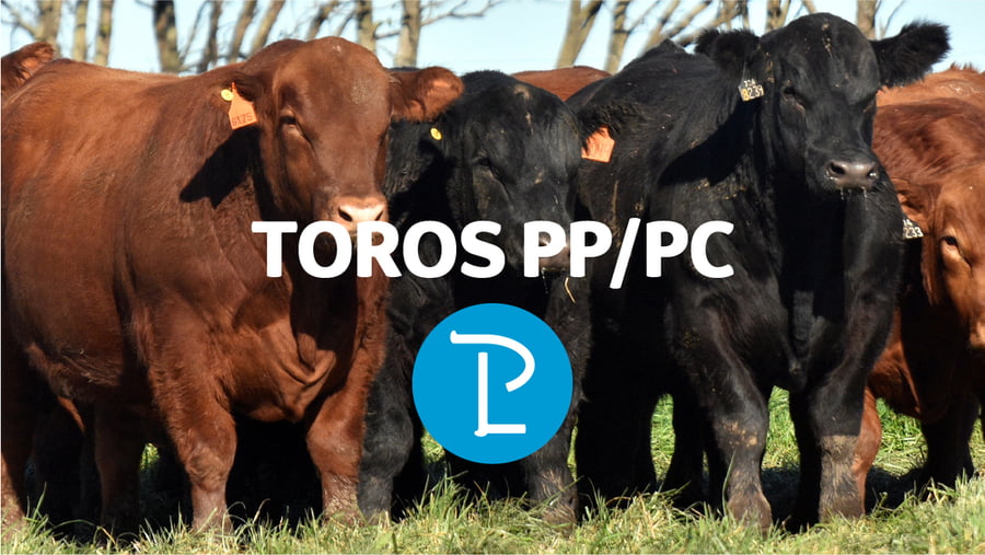 Lote TOROS PP y PC A CAMPO