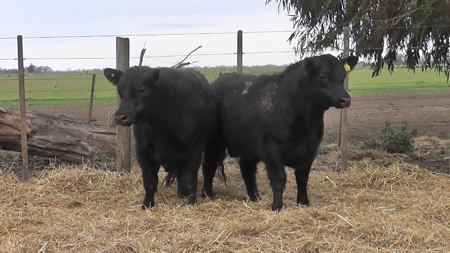 Lote TOROS PUROS POR CRUZA