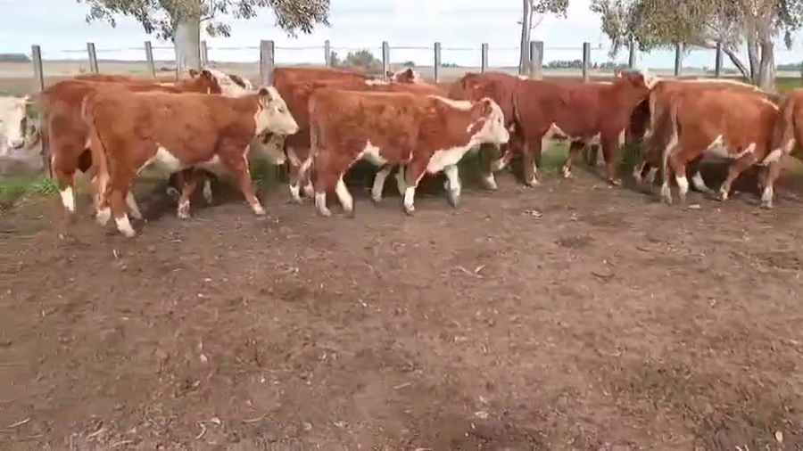 Lote NOVILLOS DE 1 A 2