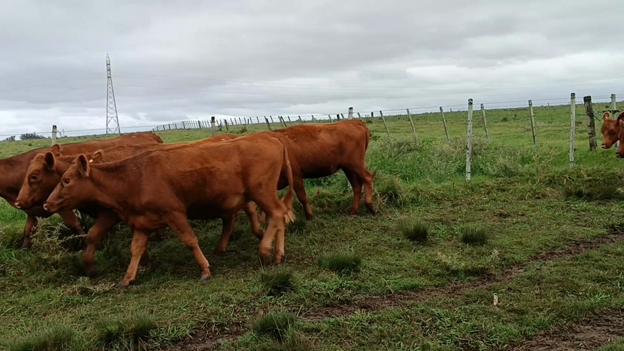 Lote 40 Vientres Preñados en Garzón, Maldonado