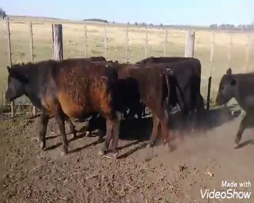 Lote 36 Terneros en Benito Juárez, Buenos Aires