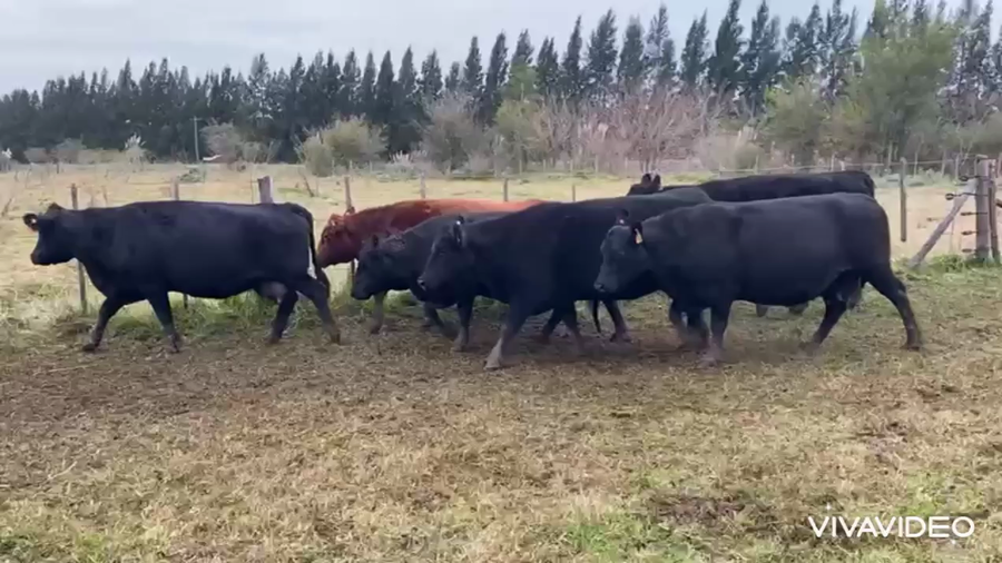 Lote 12 Vacas usadas preñadas