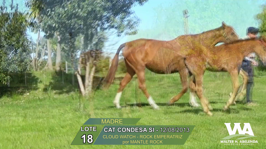 Lote CAT CONDESA SI