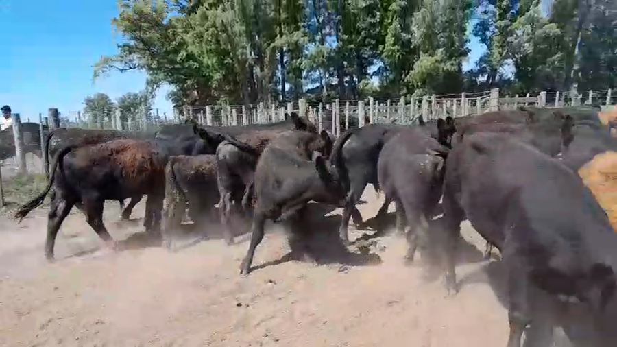 Lote 60 MEJ / Macho Entero Joven en 9  de Julio