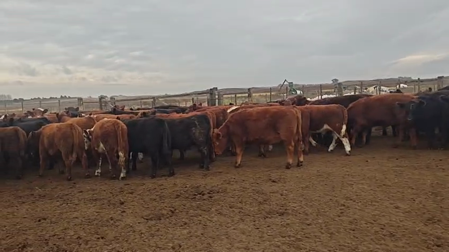Lote 170 Novillitos en Buenos Aires, Daireaux
