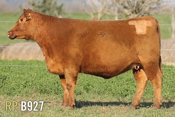 Lote 4 VAQUILLONAS PREÑADAS PURAS DE PEDIGREE