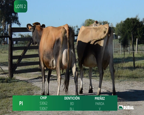 Lote VACAS EN PRODUCCIÓN