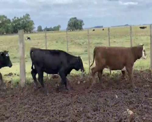 Lote Terneros/as en Laprida, Buenos Aires