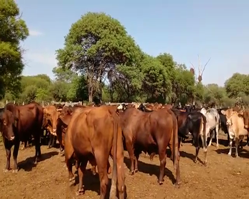 Lote 47 VACAS PREÑADAS BRAFORD-BRANGUS PARICION JULIO/AGOSTO DE 420 KG. QUIMILI