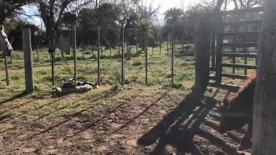 Lote 60 Terneros/as