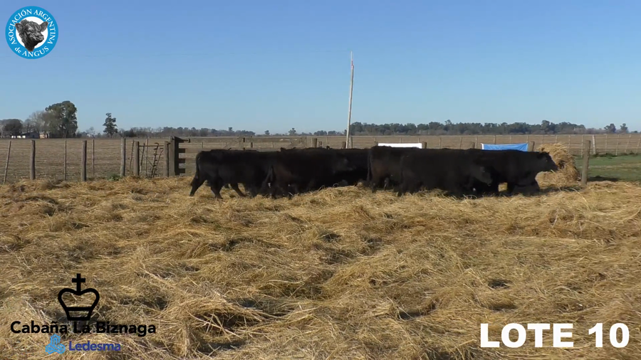 Lote 15 VAQUILLONAS ANGUS MAS