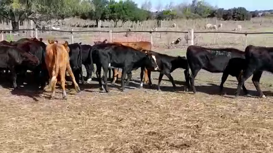 Lote TERNERAS